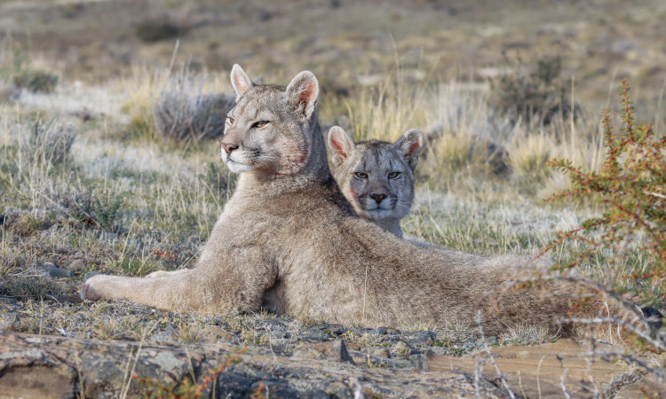 Puma Photo Safari Torres del Paine
